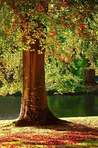 Baum_Weigl